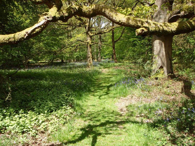 Forest path with bluebells