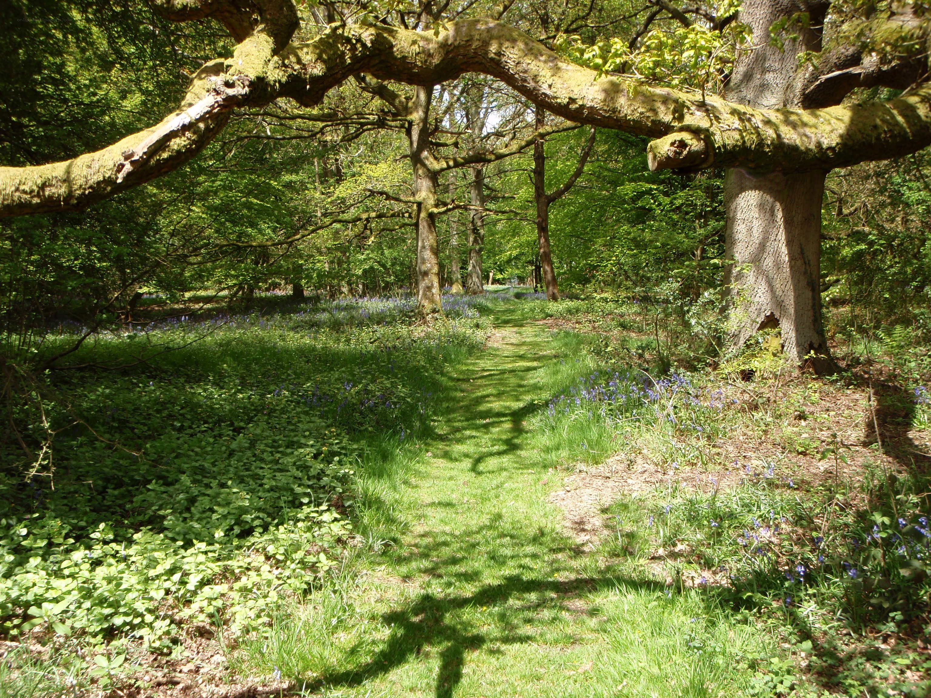 Forest path with bluebells