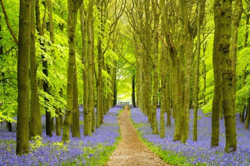 Forest path with bluebells