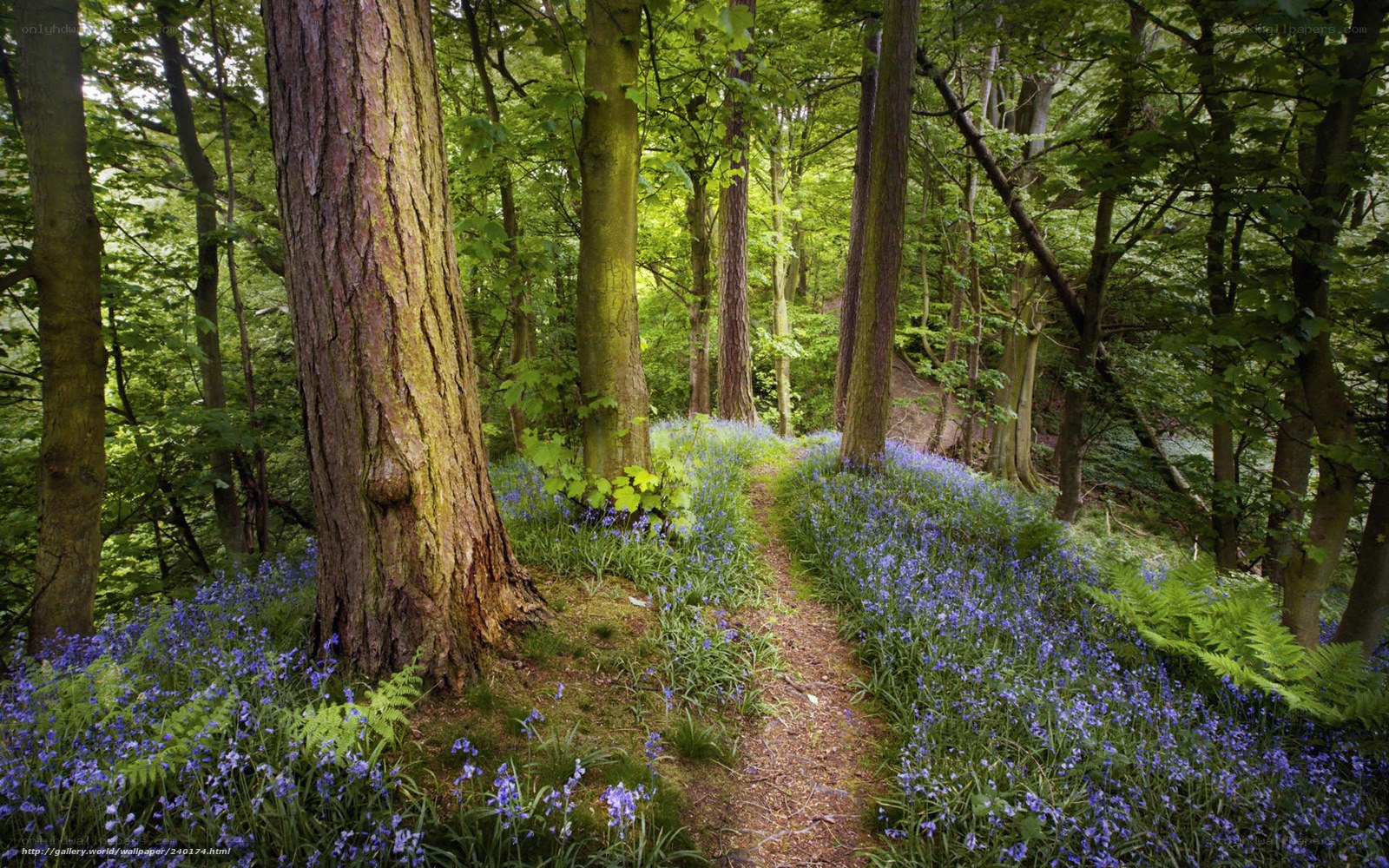 Forest path with bluebells