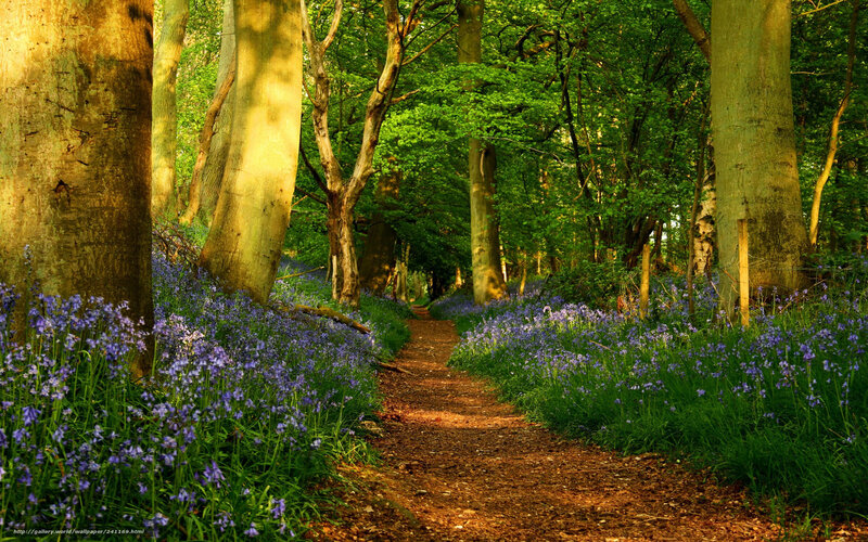 Forest path with bluebells