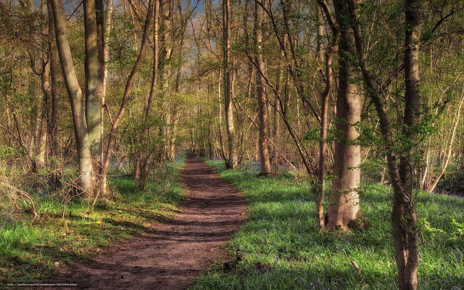 Forest path with bluebells
