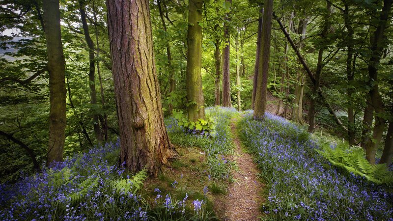 Forest path with bluebells