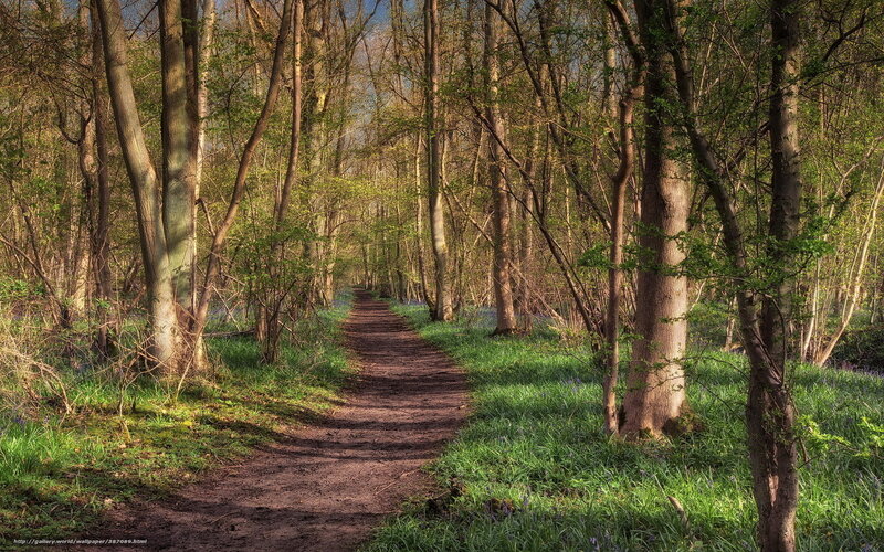 Forest Path with Bluebells — Green