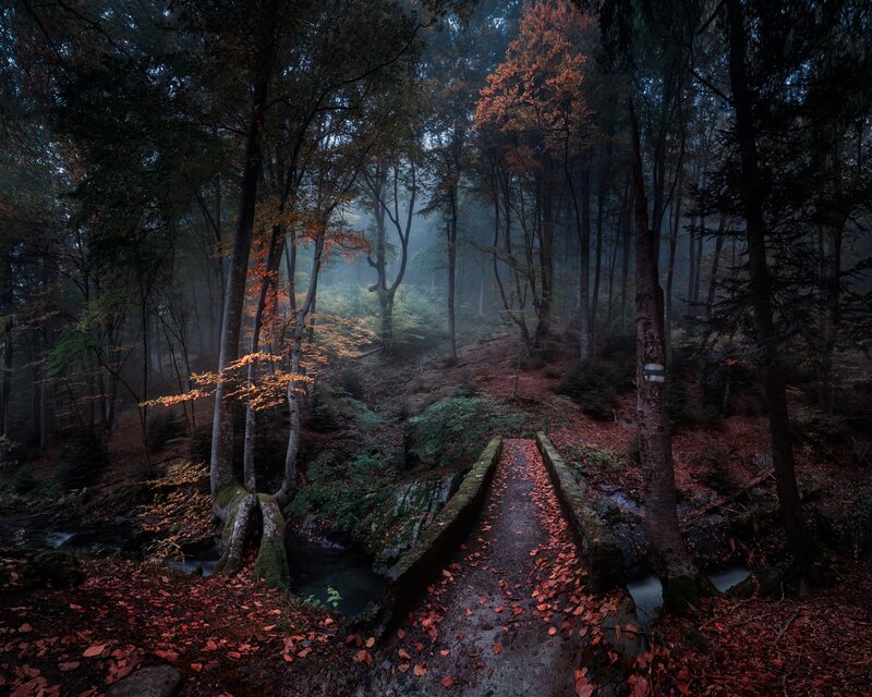 Forest Path with Bridge — Green, Mysterious, Autumn