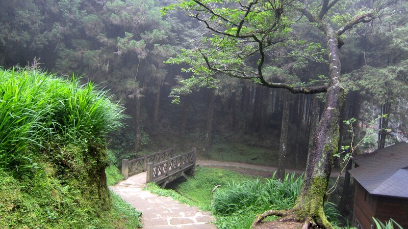 Forest Path with Bridge — Green