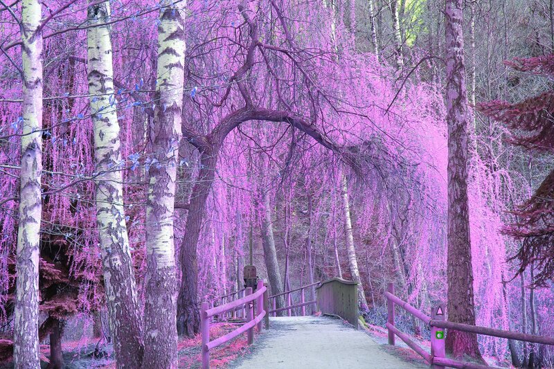 Forest Path with Bridge — Purple