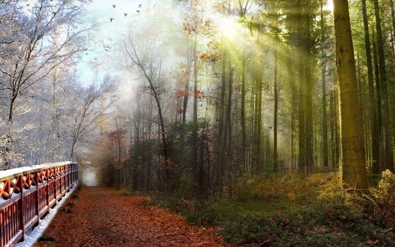 Forest Path with Bridge
