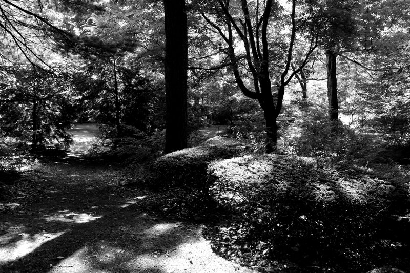 Forest Path with Bushes — Black