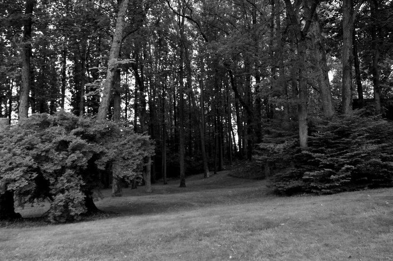 Forest Path with Bushes