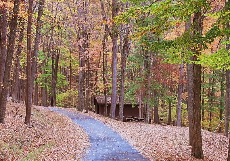 Forest Path with Cabin