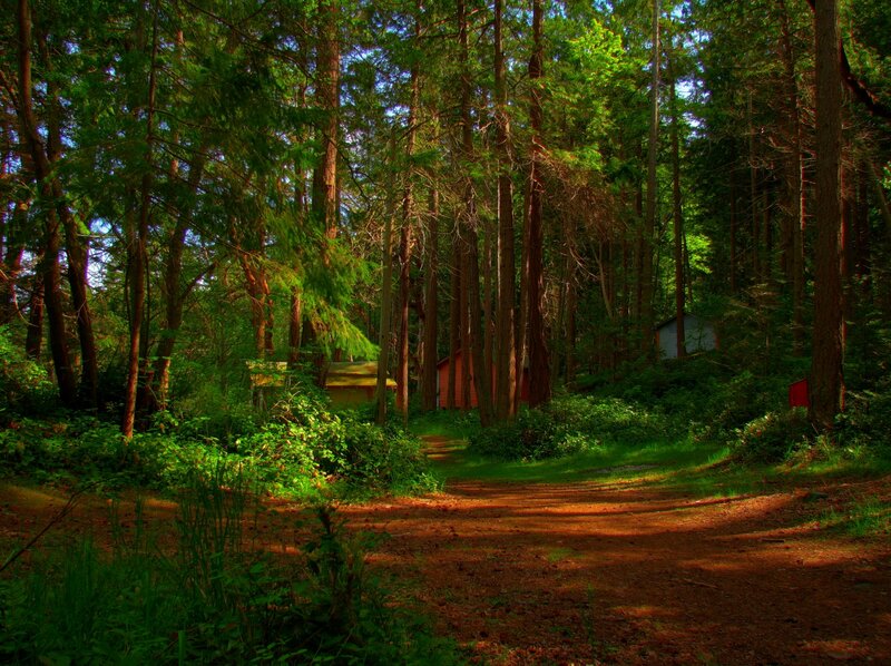 Forest path with cabins