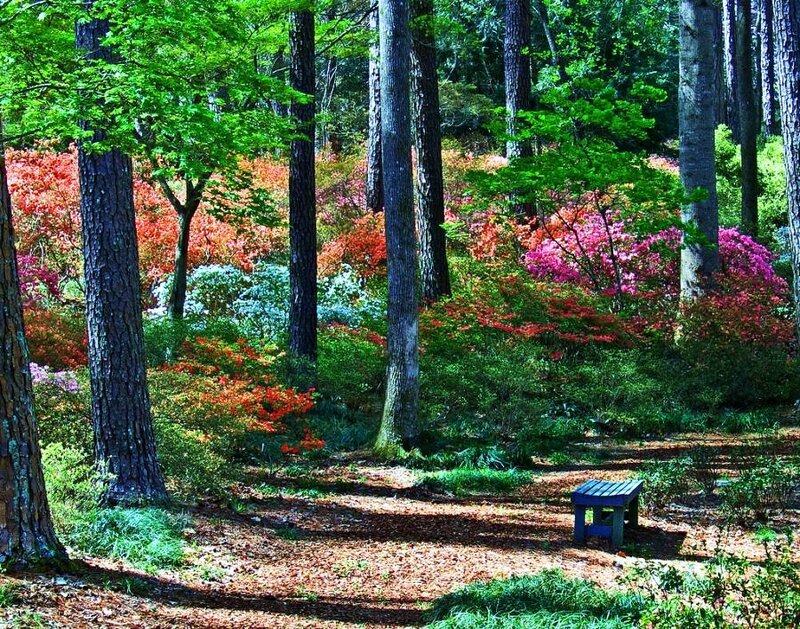 Forest path with colorful flowers