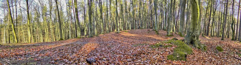 Forest path with cross