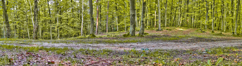 Forest path with cross