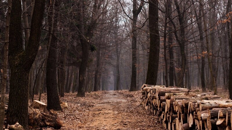 Forest path with cut logs