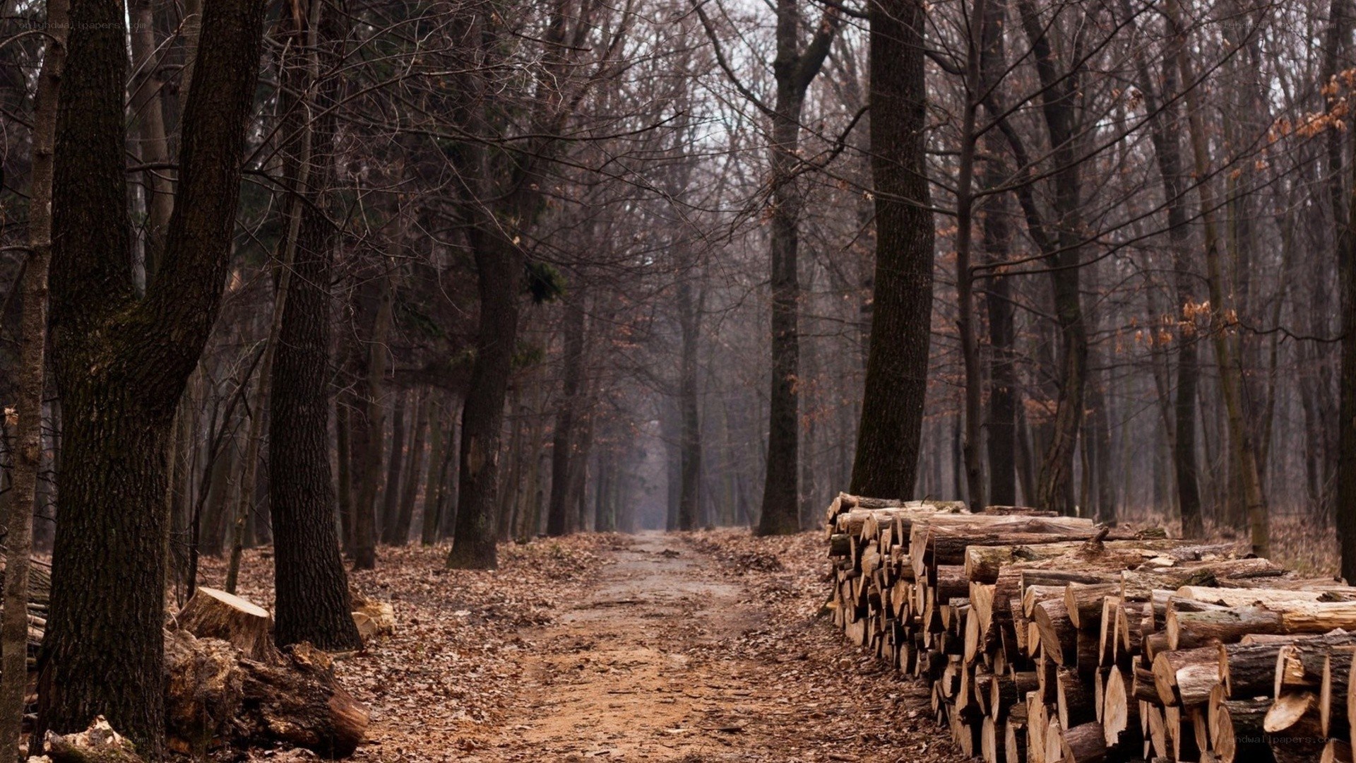 Forest path with cut logs