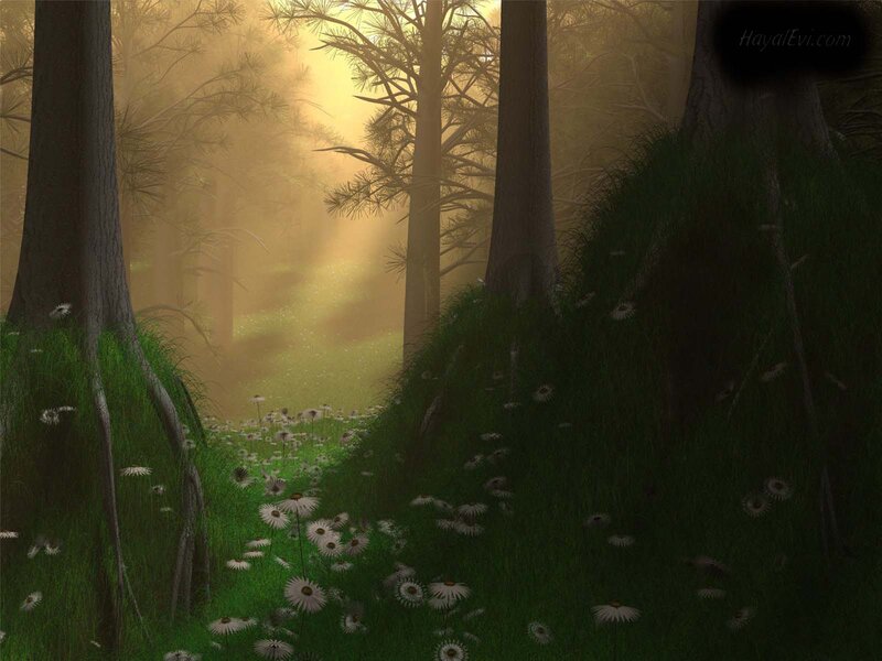 Forest Path with Daisies