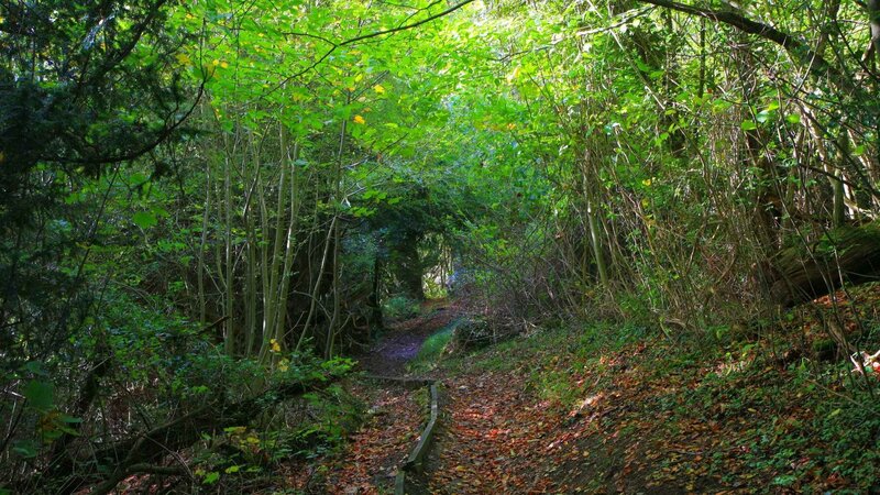 Forest path with dappled light