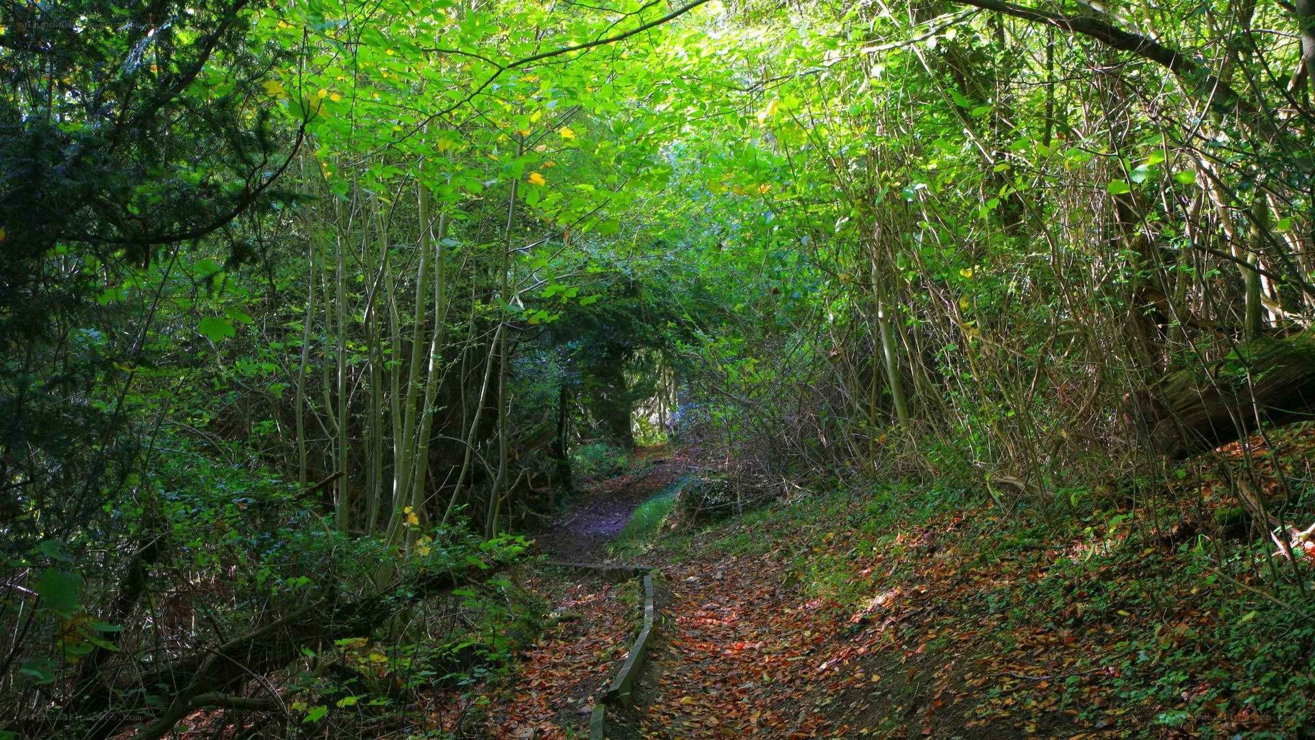 Forest path with dappled light