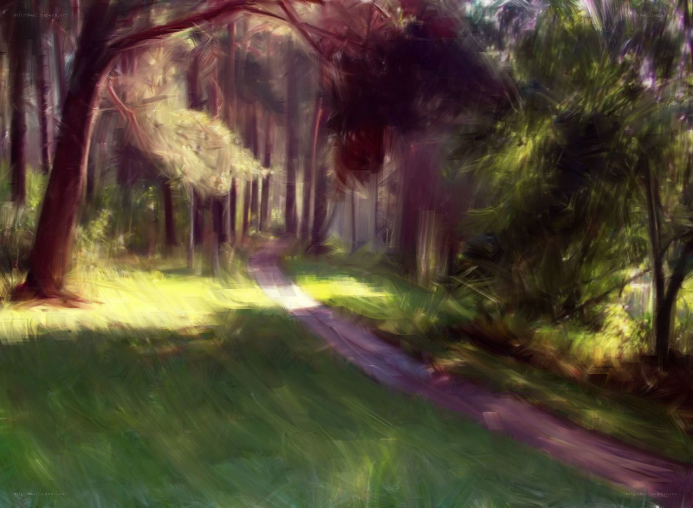 Forest path with dappled light