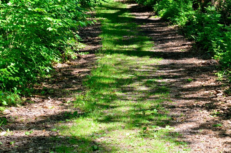 Forest Path with Dappled Light — Green