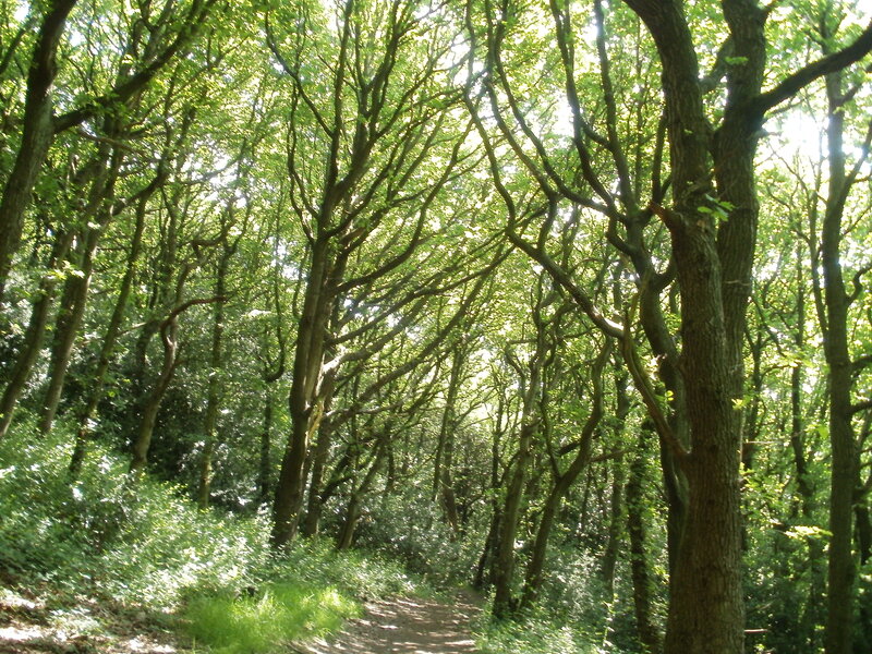 Forest path with dappled sunlight