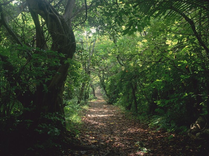 Forest path with dappled sunlight