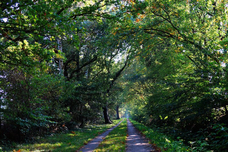 Forest path with dappled sunlight