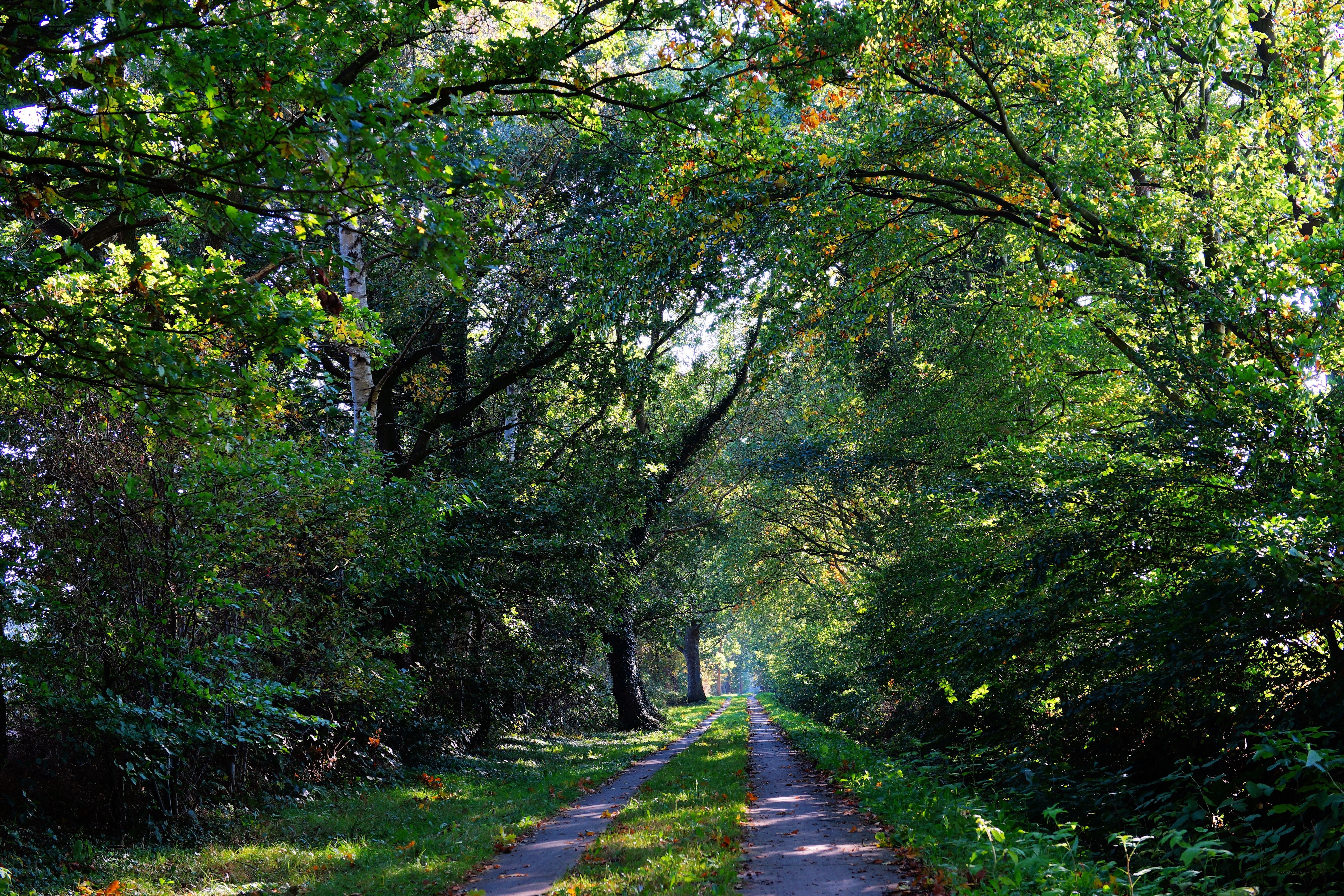 Forest path with dappled sunlight