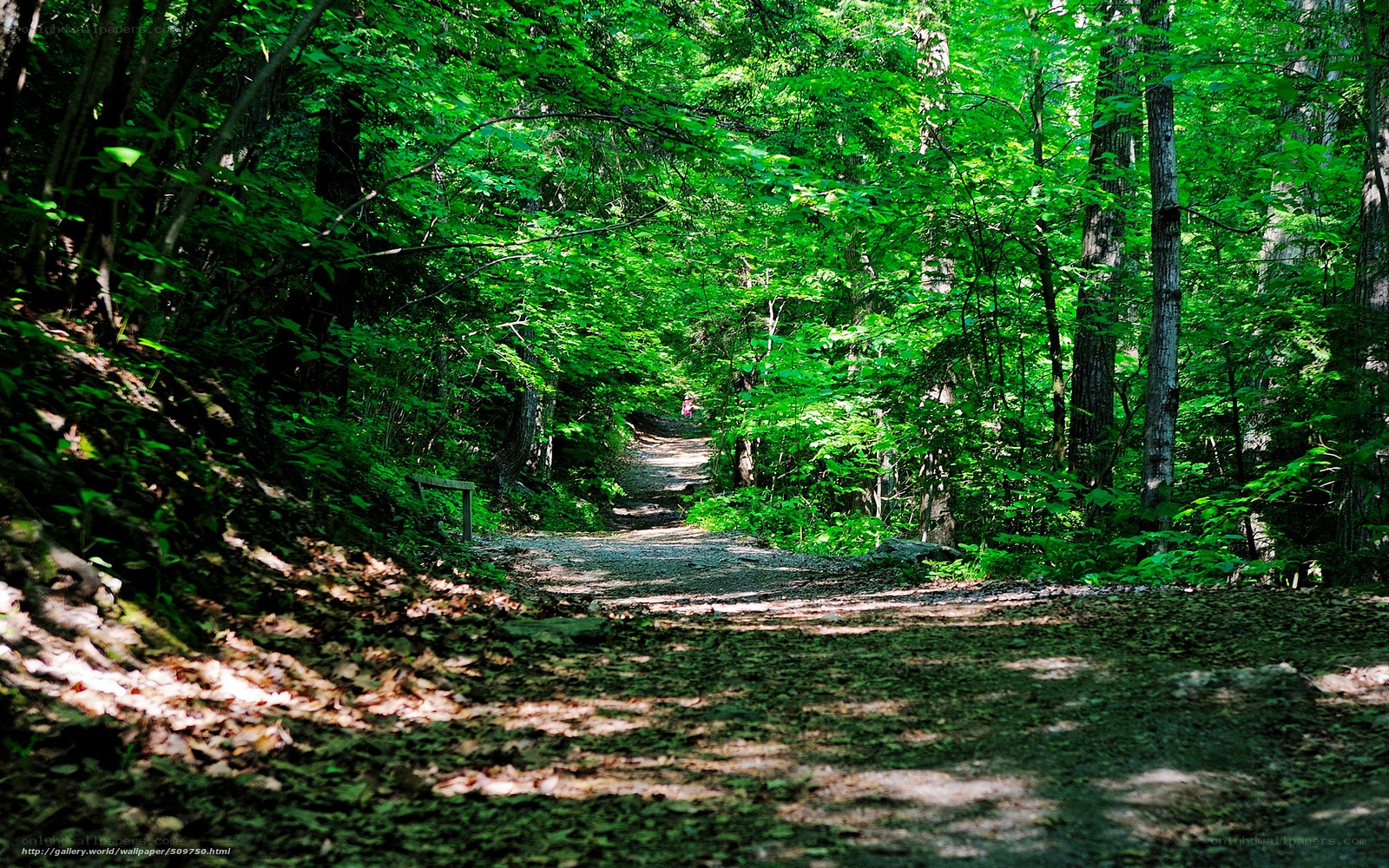 Forest path with dappled sunlight