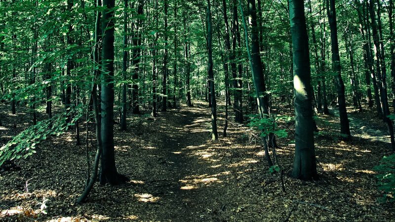 Forest path with dappled sunlight