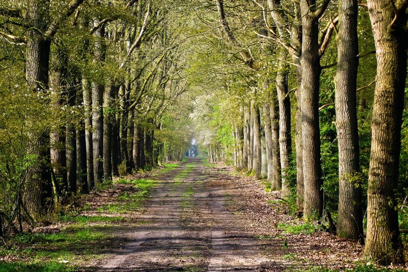 Forest path with dappled sunlight