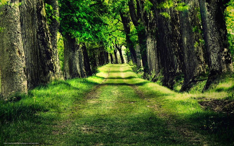 Forest path with dappled sunlight
