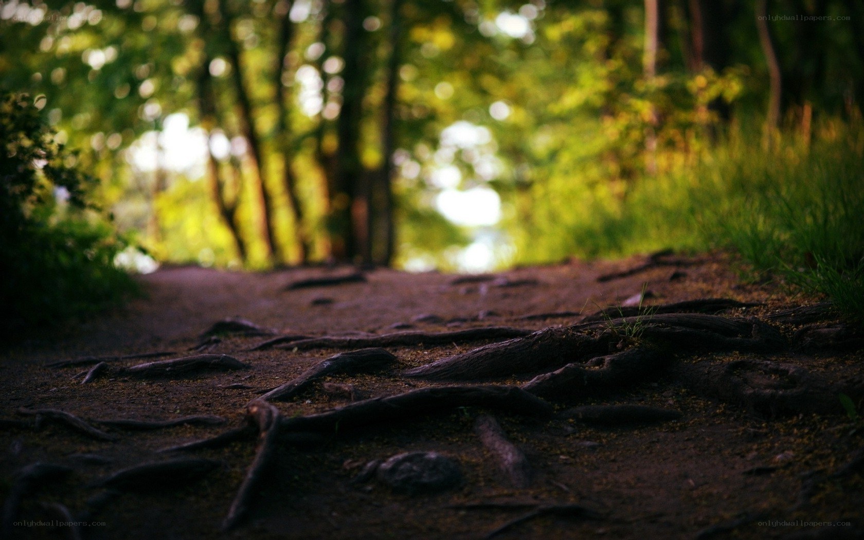 Forest path with exposed roots