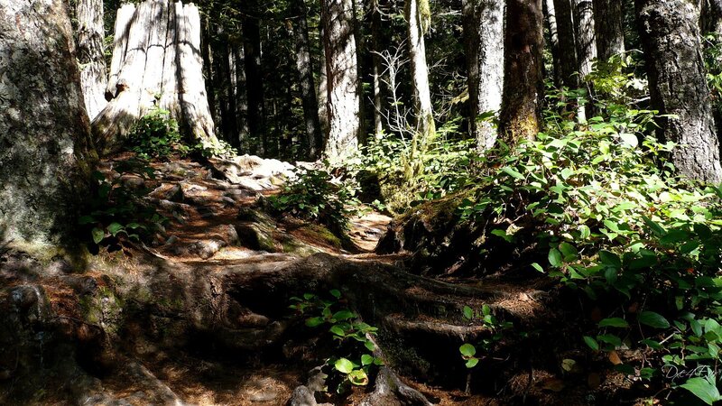 Forest path with exposed roots