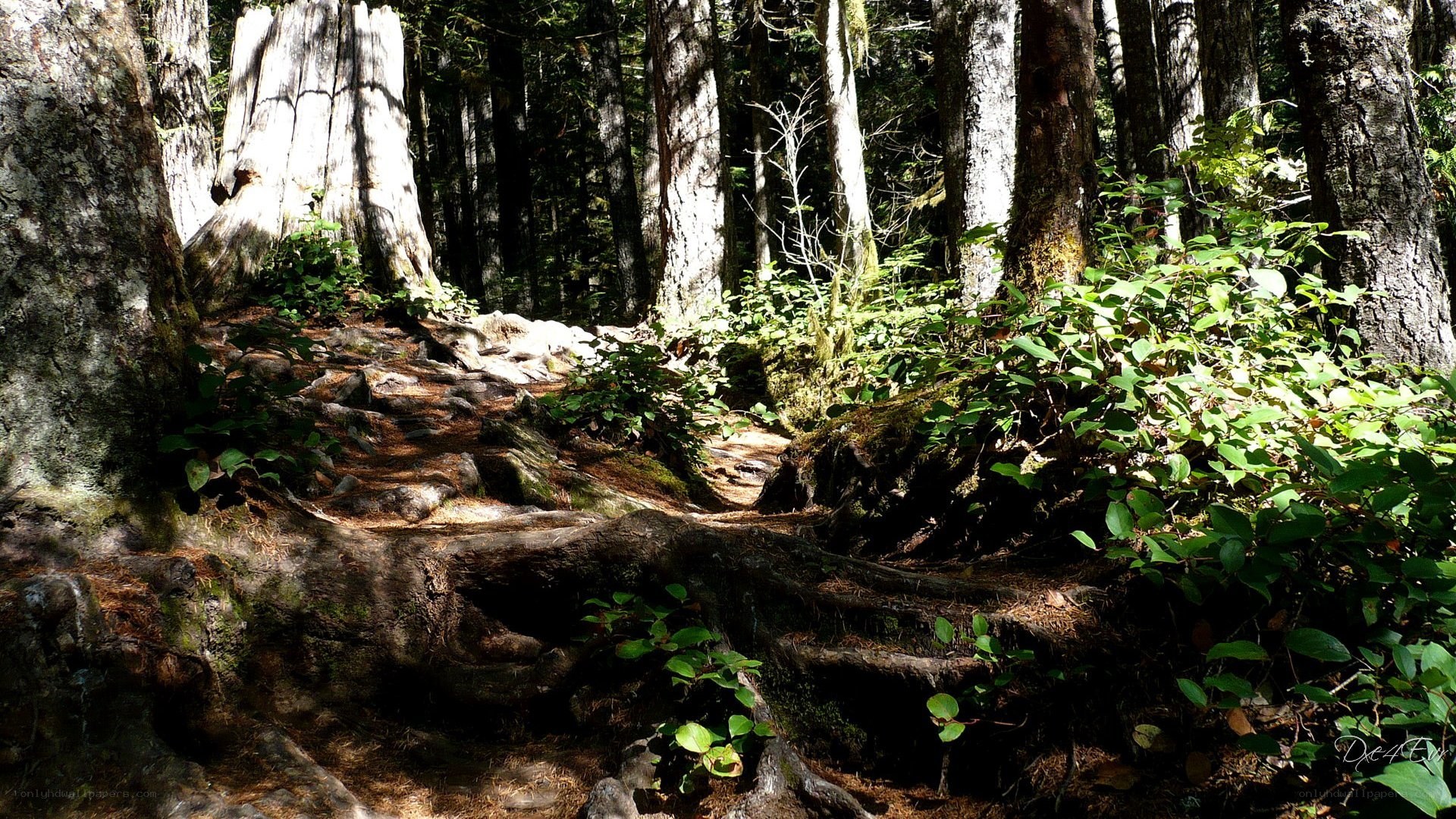 Forest path with exposed roots
