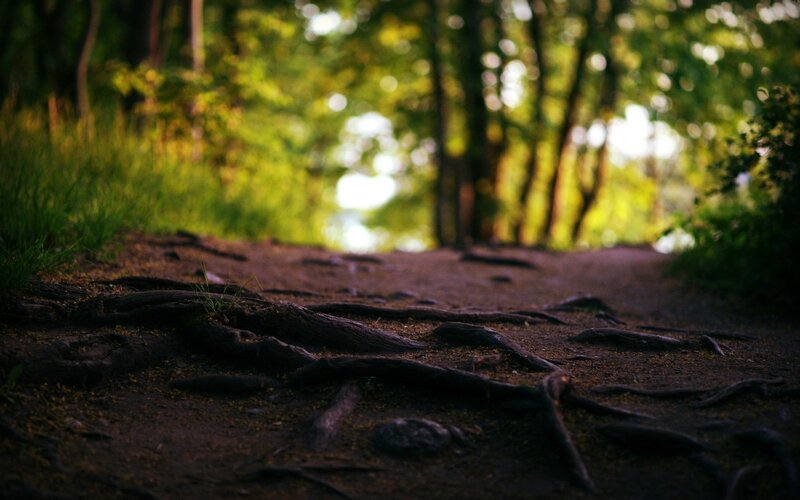 Forest path with exposed roots