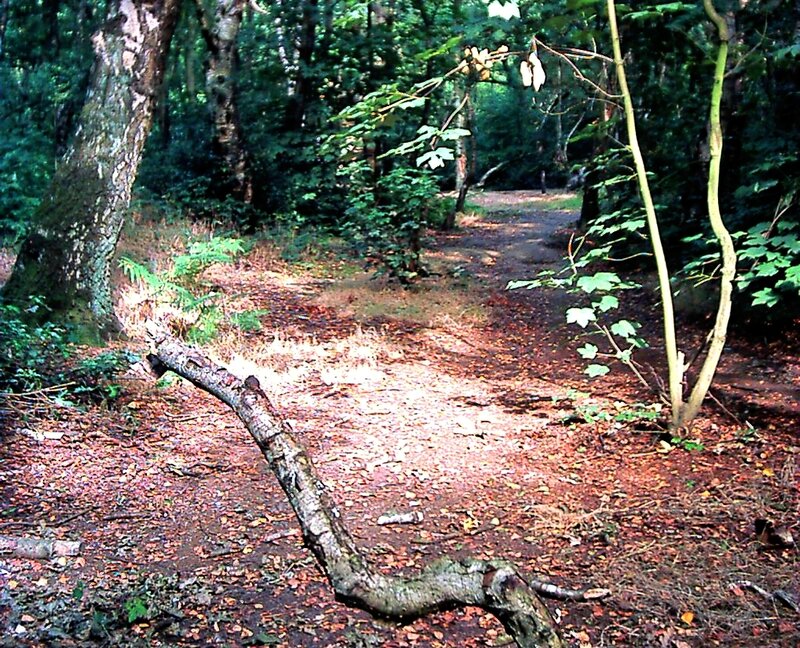 Forest path with fallen branch