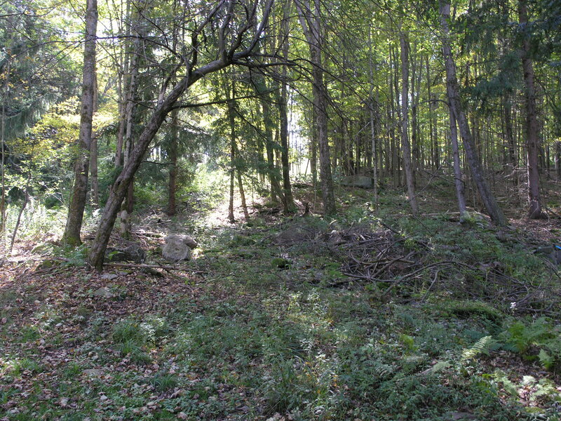 Forest Path with Fallen Branches — Green