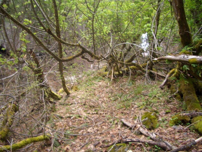 Forest path with fallen branches