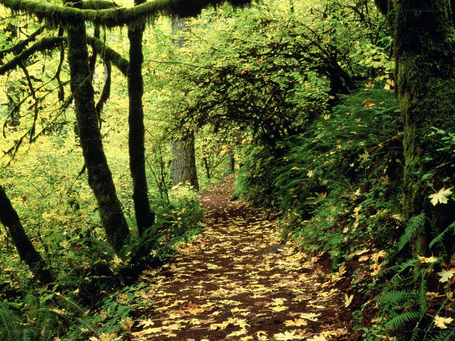 Forest path with fallen leaves