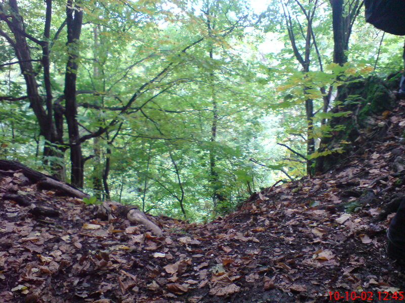 Forest path with fallen leaves