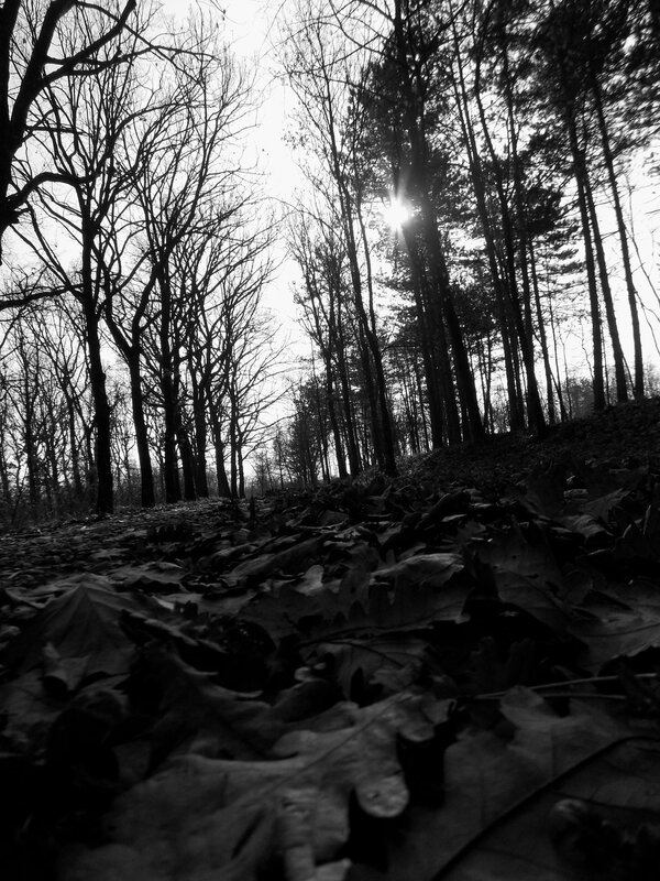 Forest Path with Fallen Leaves — Black