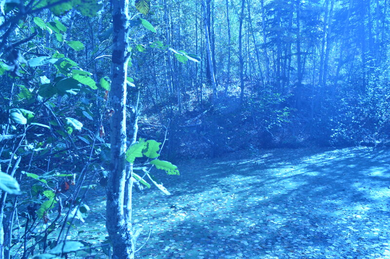Forest Path with Fallen Leaves — Blue