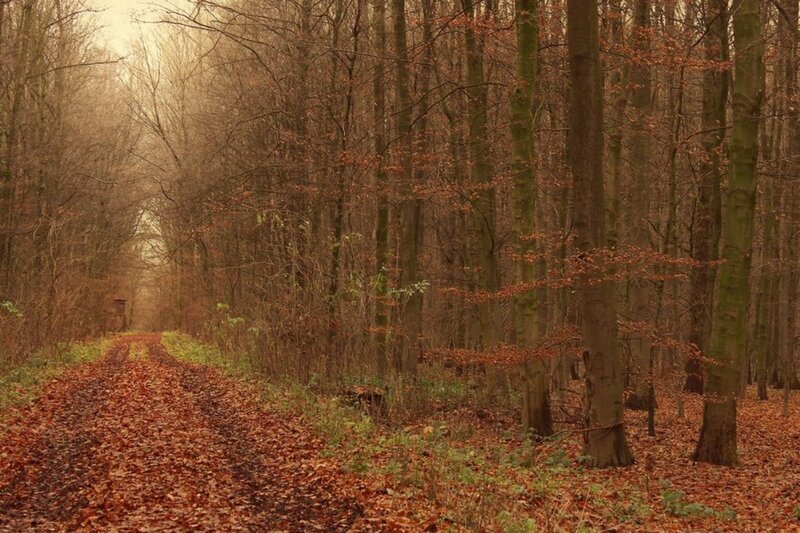 Forest Path with Fallen Leaves — Brown, Serene, Autumn, Photograph