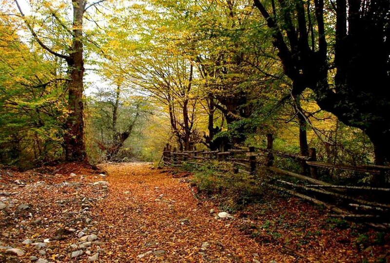Forest Path with Fallen Leaves — Brown, Serene, Autumn, Photograph, Trees, Fence
