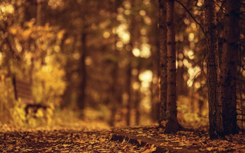 Forest Path with Fallen Leaves — Brown, Serene, Autumn, Photograph, Trees