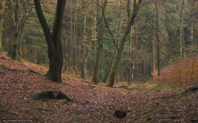 Forest Path with Fallen Leaves — Brown, Serene, Autumn