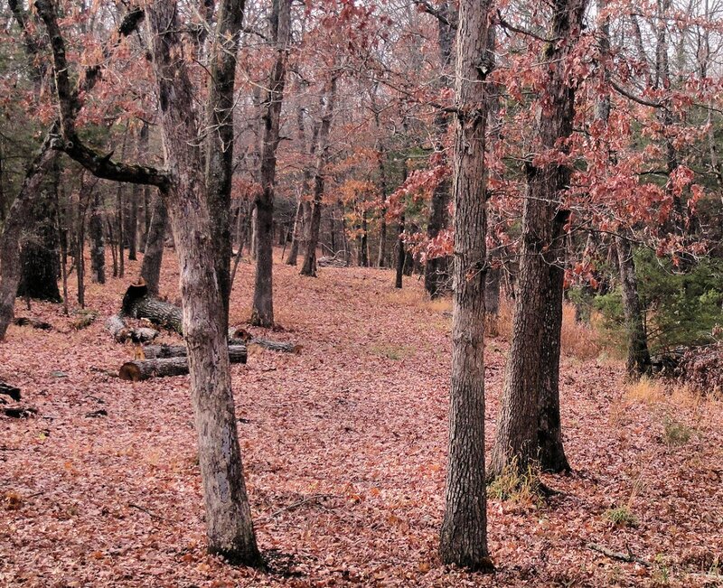 Forest Path with Fallen Leaves — Brown, Serene